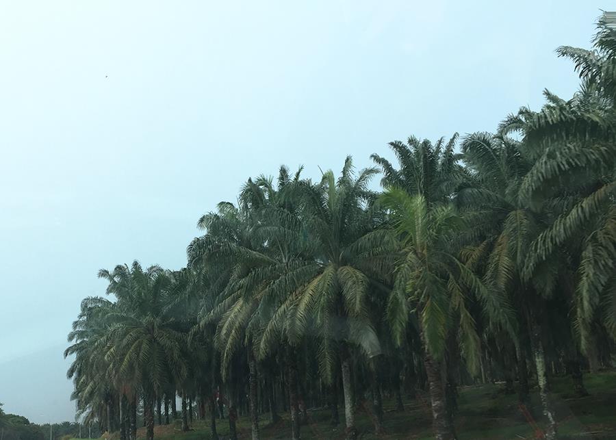 Palm tree